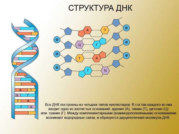 Строение нуклеотида ДНК формула