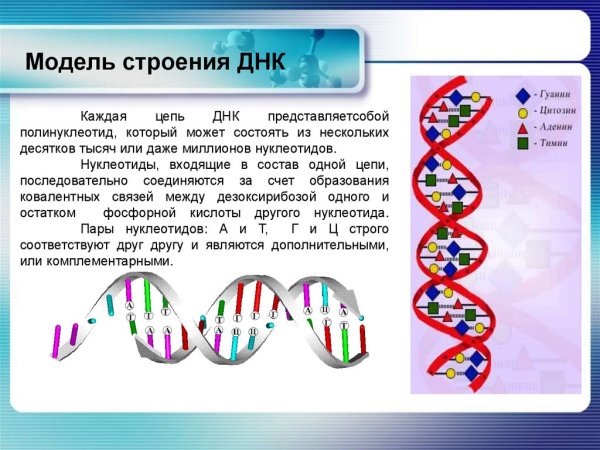 Цепочка ДНК биология 10 класс