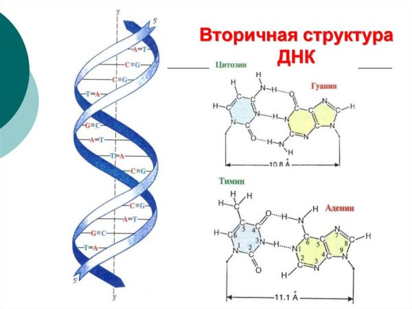 Дезоксирибонуклеиновая кислота ДНК строение