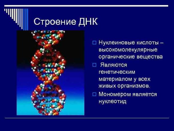 Структура вещества наследственности ДНК
