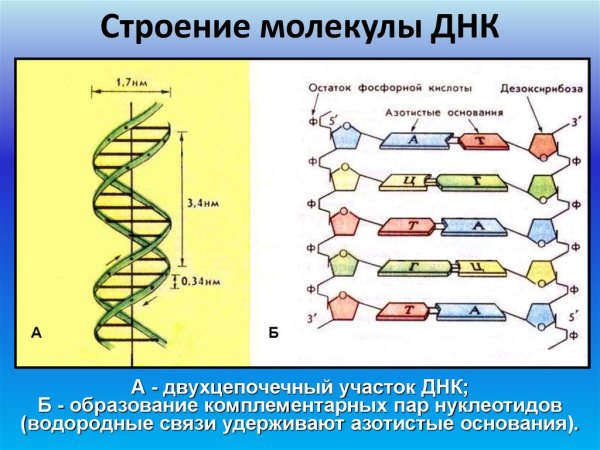 Нарисуйте схему строения ДНК