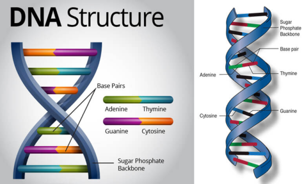 DNA structure