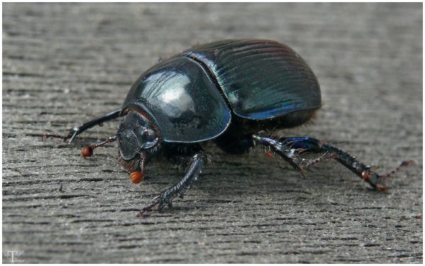 Навозник весенний (Trypocopris vernalis)