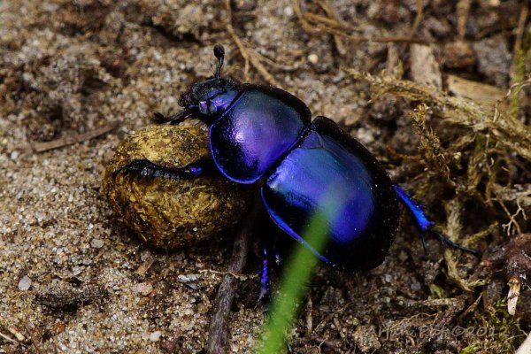 Навозник весенний (Trypocopris vernalis)