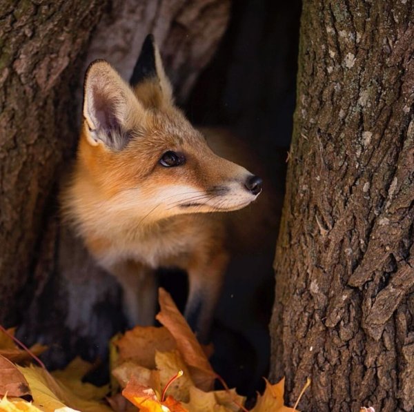Осенняя лиса