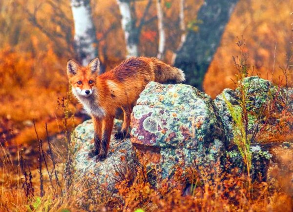 Молодая лиса
