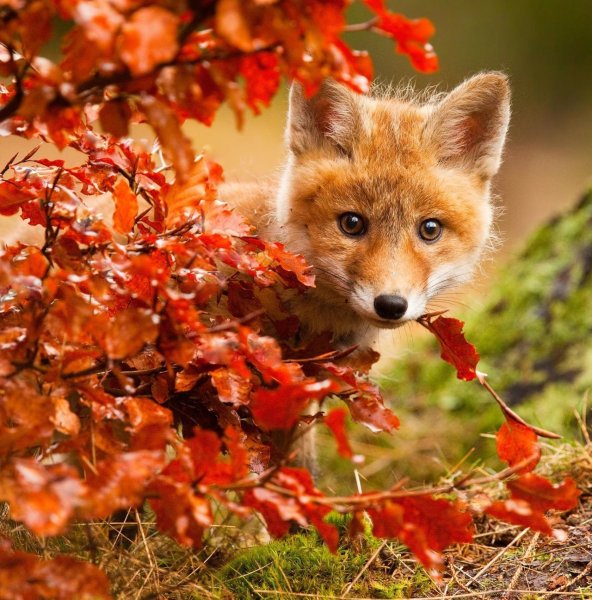 Осень лисичка картинки (49 фото)
