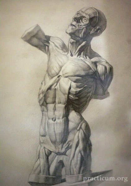 Экорше лучник Гудона