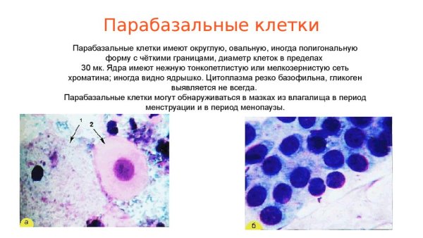 Строение органелл у растений
