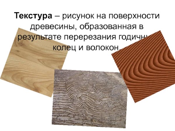 Древесина презентация
