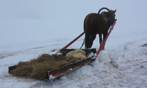 Везёт лошадка дровенки