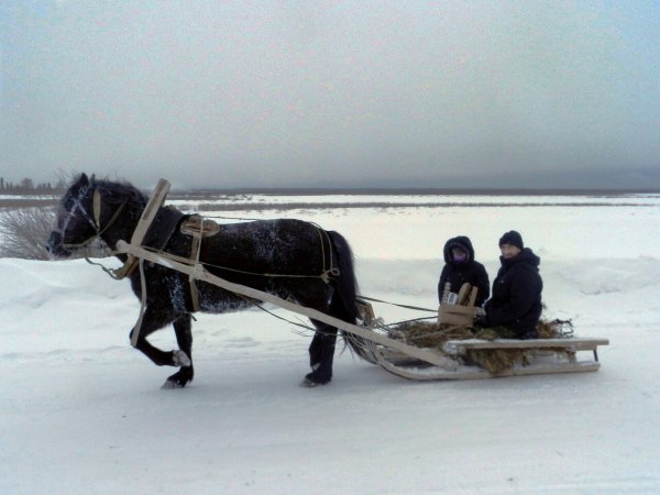 Лошадь с санями зимой