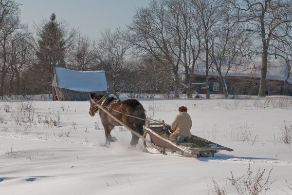 Лошади запряженные в сани зимой