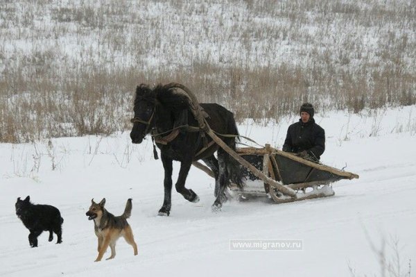 Старинные сани для лошади