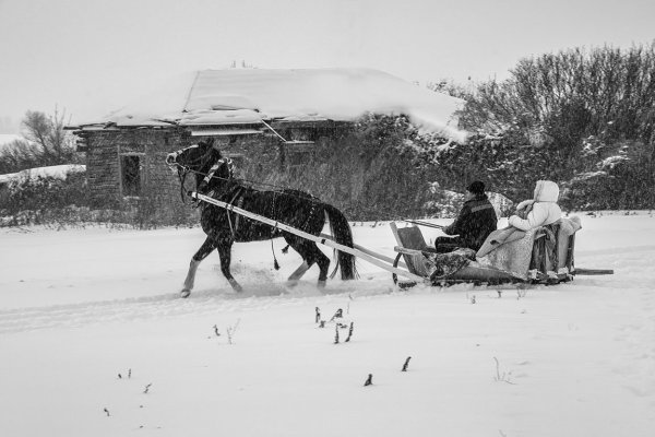 Лошадь с санями