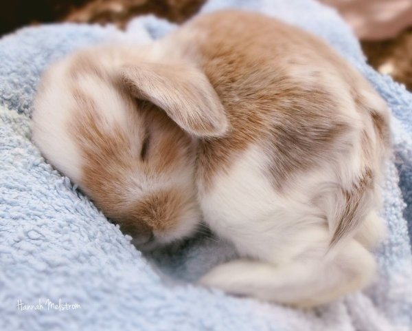 Кролик спит