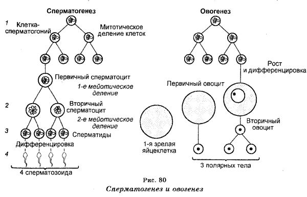 Фазы овогенеза схема