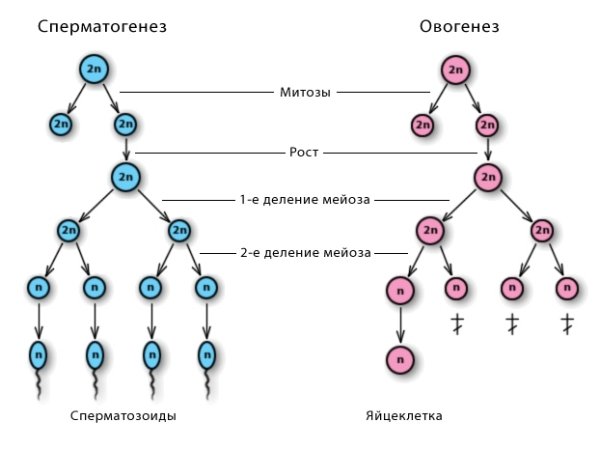 Схема гаметогенеза сперматогенез и овогенез
