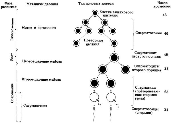 Сперматогенез 4 фаза формирования