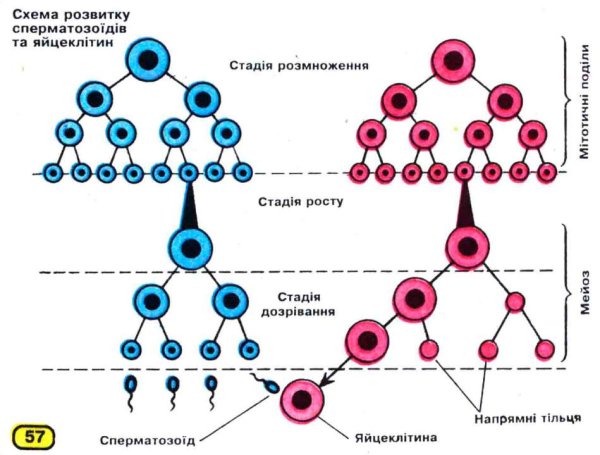 Фазы гаметогенеза схема