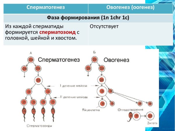 Схема основных этапов сперматогенеза и овогенеза