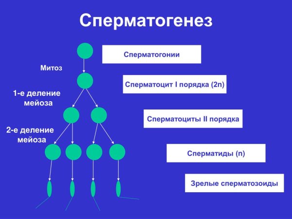 Стадия созревания сперматид