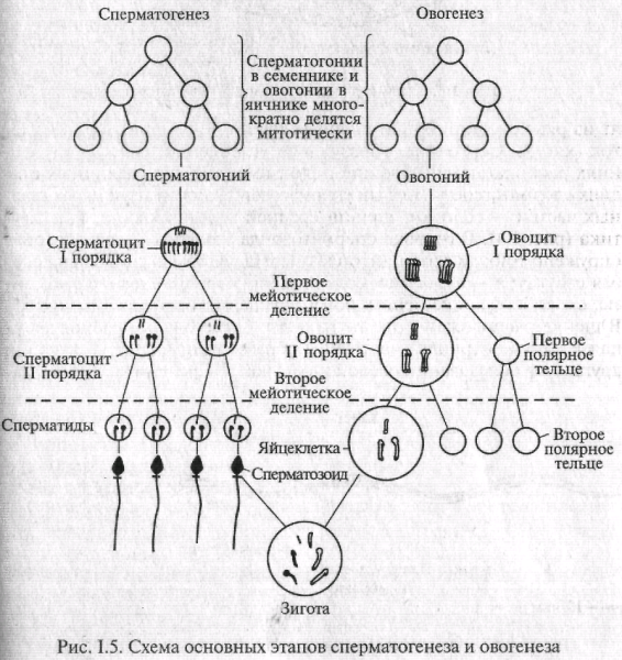 Схема сперматогенеза и овогенеза