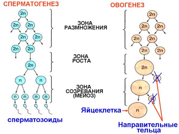 Схема процессов сперматогенеза и овогенеза