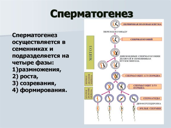 Первичная половая клетка сперматогонии
