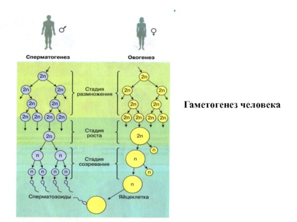 Образование половых клеток гаметогенез таблица