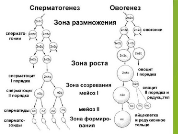 Стадии сперматогенеза схема