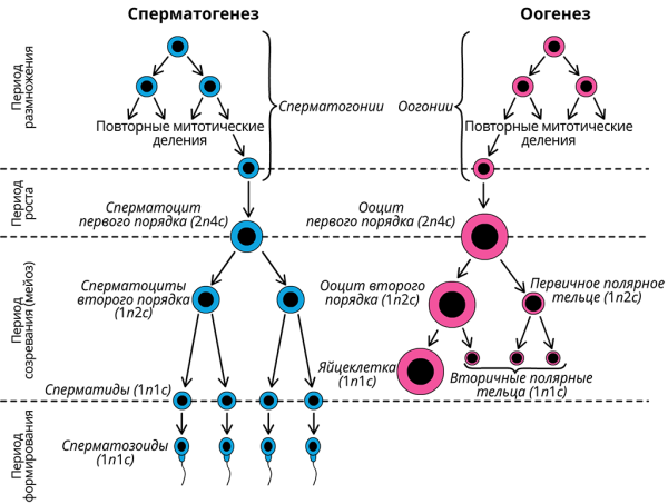Сравнительная таблица сперматогенеза и овогенеза