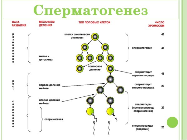 Сперматогенез 2) оогенез
