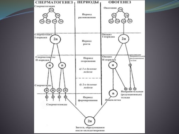 Spermatogenesis and oogenesis