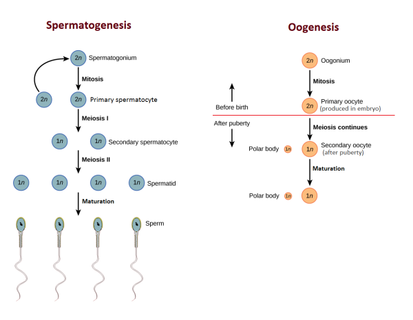 Стадия созревания гаметогенеза