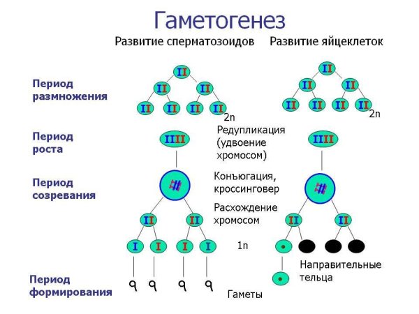 Схема основных этапов сперматогенеза и овогенеза