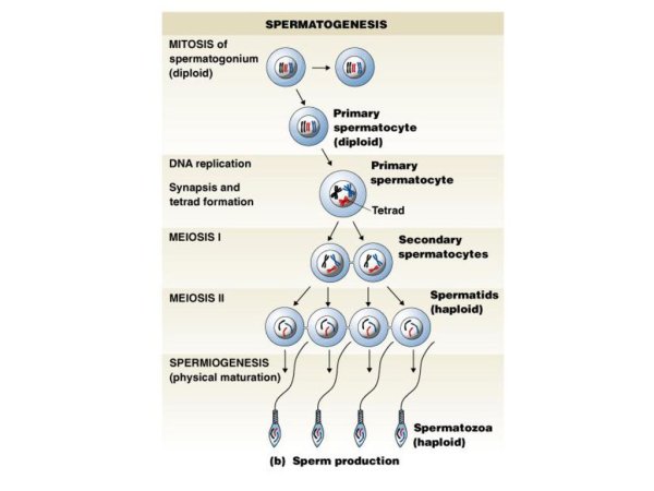 Период сперматогенез оогенез