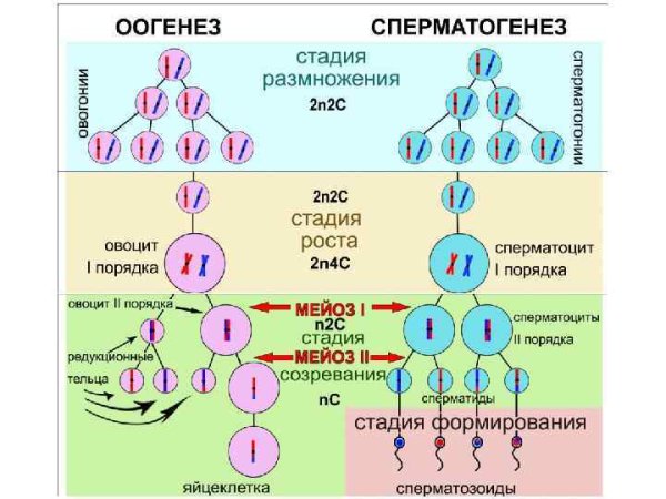 Клетки сперматиды