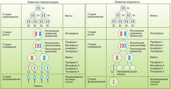 Фаза созревания овогенеза и сперматогенеза