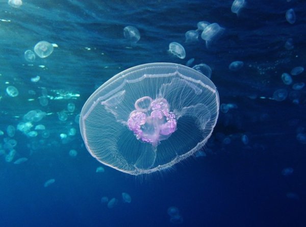 Медуза Аурелия в черном море