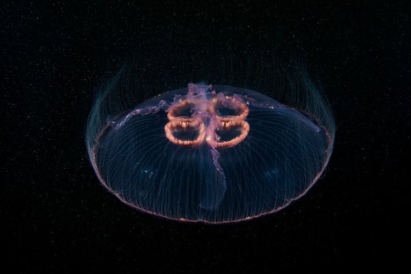 Медуза Аурелия Аурита