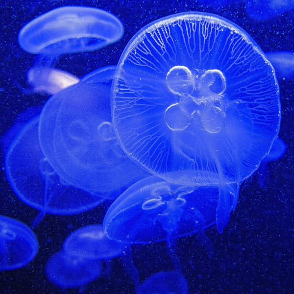Aurelia Aurita медуза