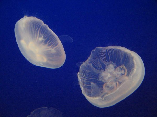 Медуза Аурелия Аурита