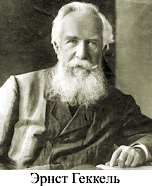 Эрнст Генрих Геккель (1834 -1919 )