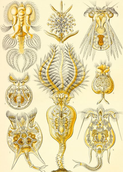 Эрнст Геккель Kunstformen der Natur, 1904