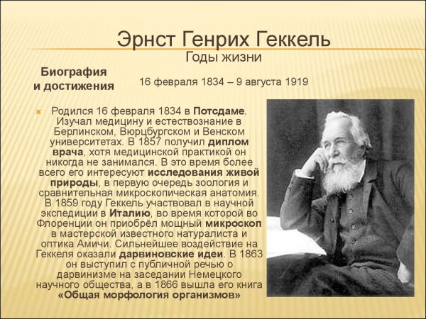Эрнст Геккель красота форм в природе