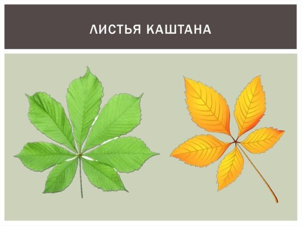 Листик каштана