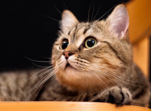 Котики картинки