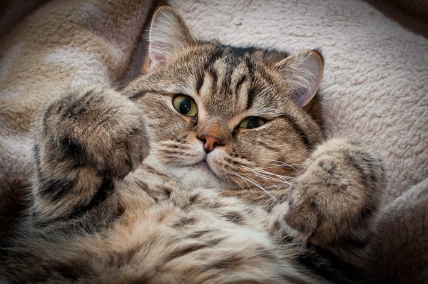 Фото котиков