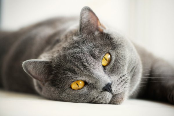Британская кошка серая